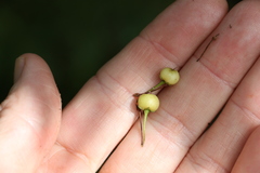 Myoporum betcheanum