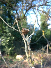 Andricus foecundatrix