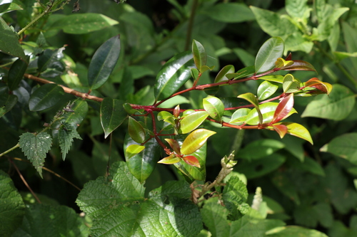 Syzygium australe