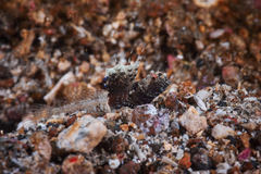 Tomiyamichthys nudus