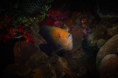 Hemiglyphidodon plagiometopon