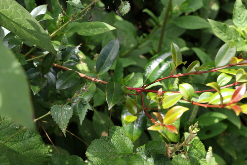 Syzygium australe