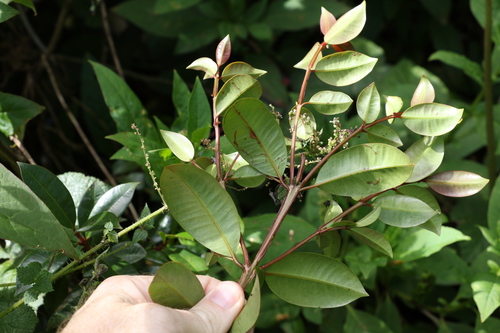 Syzygium australe