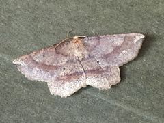 Euchlaena marginaria