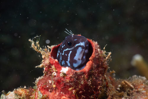 Black combtooth blenny (Ecsenius namiyei) — Blenniidae — 2