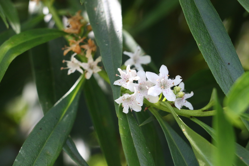 Myoporum betcheanum