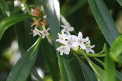 Myoporum betcheanum