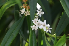 Myoporum betcheanum
