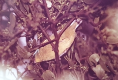 Chlorophonia musica flavifrons