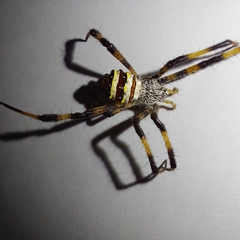 Argiope