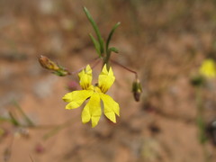 Goodenia pinnatifida