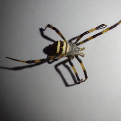 Argiope