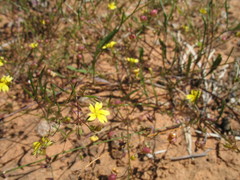 Goodenia pinnatifida