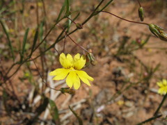 Goodenia pinnatifida