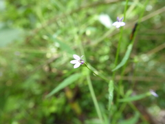 Lobelia xalapensis