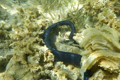 Asterropteryx semipunctata