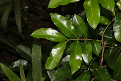 Dysoxylum fraserianum