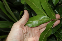 Dysoxylum fraserianum