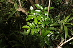 Dysoxylum fraserianum