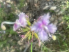 Stylidium laciniatum