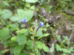 Plumbago caerulea