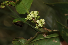 Notelaea venosa
