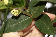Notelaea venosa