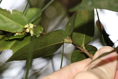 Notelaea venosa