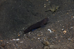 Cryptocentrus fasciatus