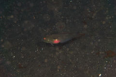 Iniistius pentadactylus