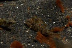 Gnatholepis yoshinoi
