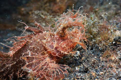 Pteroidichthys amboinensis