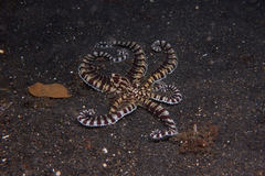 Thaumoctopus mimicus