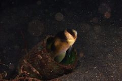 Amblypomacentrus breviceps