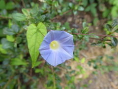 Ipomoea aristolochiifolia