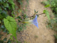 Ipomoea aristolochiifolia