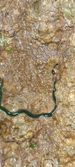 Eulalia