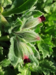 Nonea vesicaria