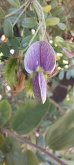 Ormocarpum trichocarpum