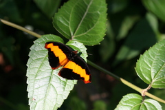 Catonephele mexicana