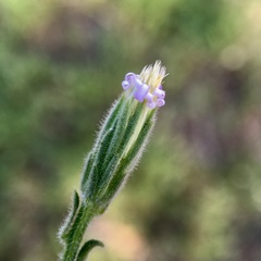 Vittadinia australasica