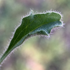 Vittadinia australasica