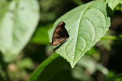 Catonephele mexicana
