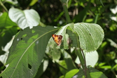 Catonephele mexicana
