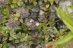 Clinopodium laxiflorum