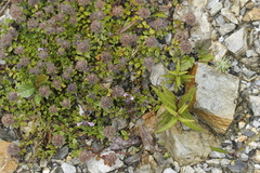 Clinopodium laxiflorum