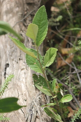 Olearia grandiflora