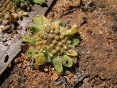 Chthonocephalus pseudevax