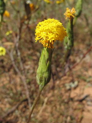 Podotheca gnaphalioides