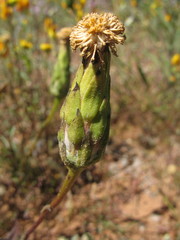 Podotheca gnaphalioides